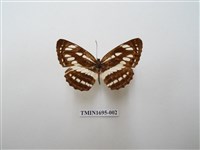 藏品(豆環蛺蝶)的圖片